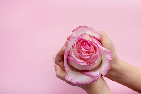 手拿着一朵粉红色的玫瑰花图片