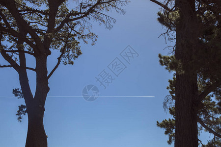 树形视图之间在飞机后图片