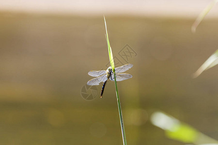 蜻蜓小心翼地栖息在草叶上图片