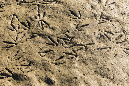 泥浆中的鸟痕图片
