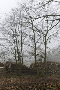 在有雾的早晨伐木工作场图片