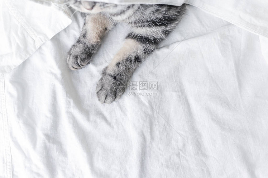 一只灰色的苏格兰折耳猫坐在床单上只有爪子是可见的宠物舒适宠物护理将猫留在家里的概念光图像图片