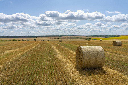 在阳光蓝天背景下收获的麦田上埋有大片稻草图片