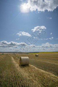 在阳光蓝天背景下收获的麦田上埋有大片稻草图片