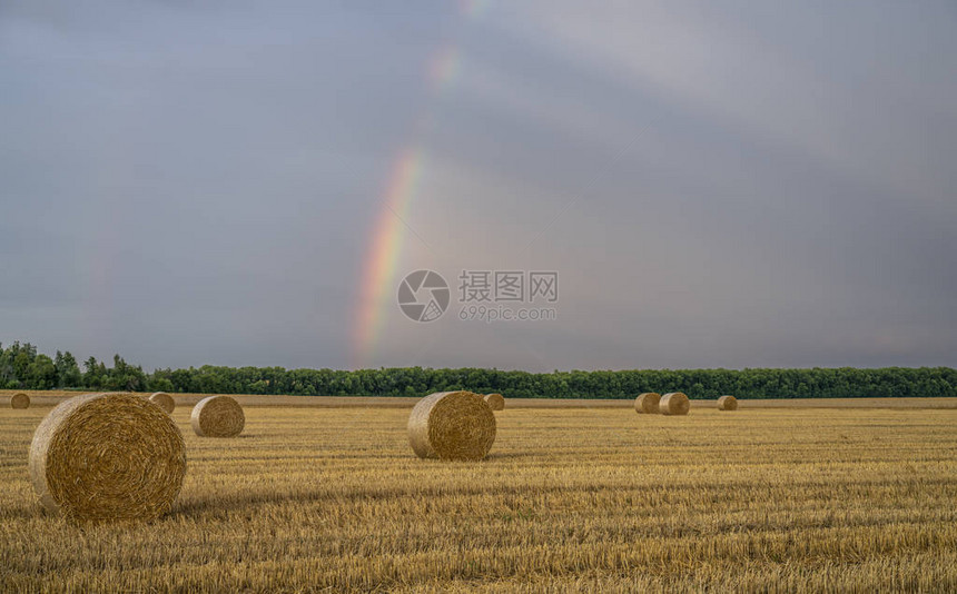 多彩美丽的彩虹分布在一个长满一大卷稻图片