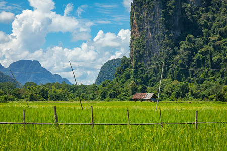 绿稻田和山区VangVieng图片