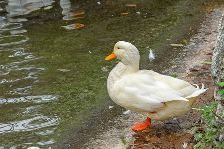 白鸭单爪立于池前望水图片