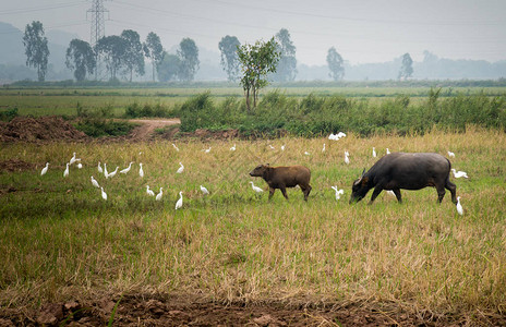 越南宁平农场的水牛小牛白鸟墓白天图片