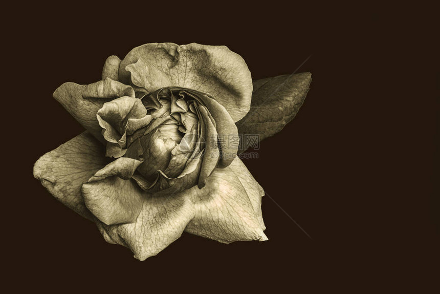 低关键暗金单色玫瑰花叶子信画风格宏观详细纹图片