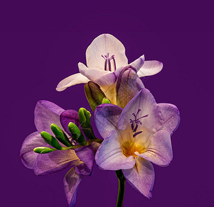 红色紫白自由花朵绿芽斯特姆马克罗图片