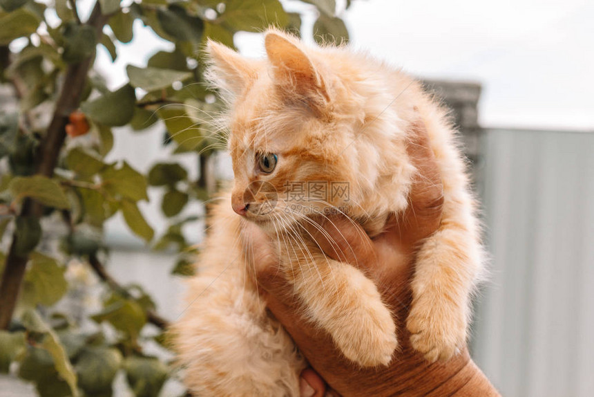 红色小毛茸的小猫从院子里的绿色植物的背景在手中猫在看照相机文本空间图片