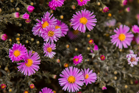 淡紫色柔和的花朵菊花在秋季花园中作为背图片