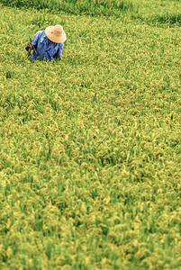 在云南的稻田里穿着草图片