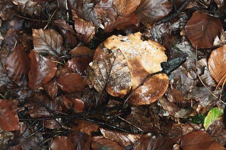 秋季森林落叶之间的湿棕色蘑菇图片