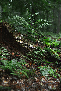 森林里有蘑菇和野生植图片