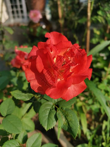 美丽的红蔷薇雅克花图片