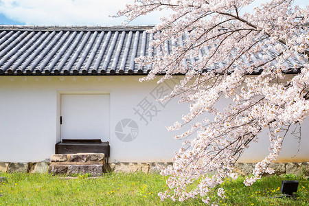 日本滋贺县的彦根城和春天的樱花图片