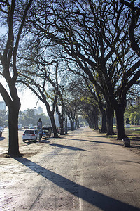 沿街树木之间的人行道图片