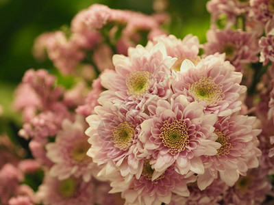 粉红晶菊花Gerbera美丽的花束Barberton图片