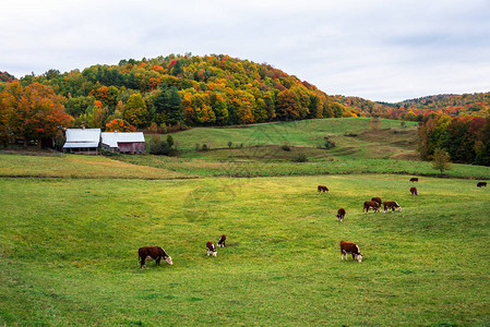 产奶牛在一片田野中放牧图片