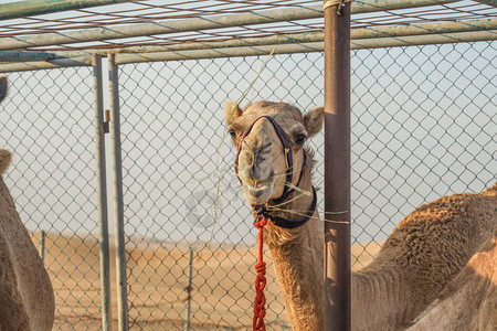 阿拉伯沙漠骆驼阿拉伯图片