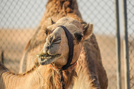 阿拉伯沙漠骆驼阿拉伯图片