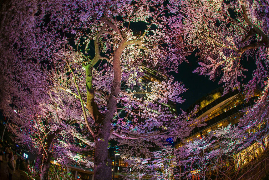 东京中城桧木町公园的樱花图片
