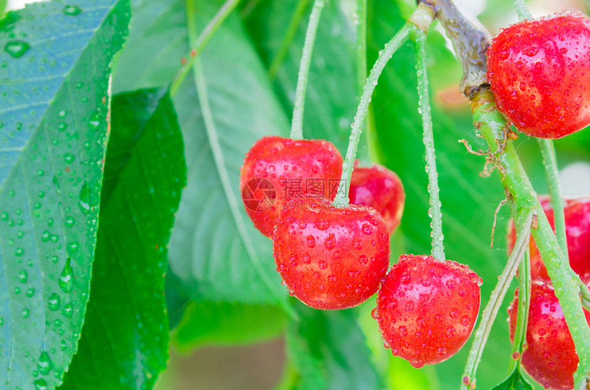 美国华盛顿州亚基马谷果园树枝上挂着一串红樱桃果实的水滴丰硕的树背景树图片