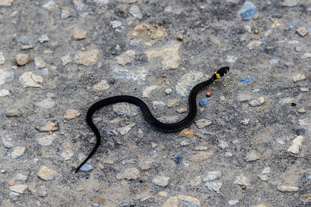 沥青路上的蛇NatrixN图片