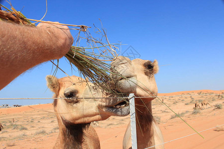 沙漠骆驼在迪拜郊区觅食图片