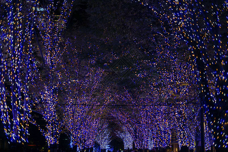 圣诞节照明MinatoMir图片