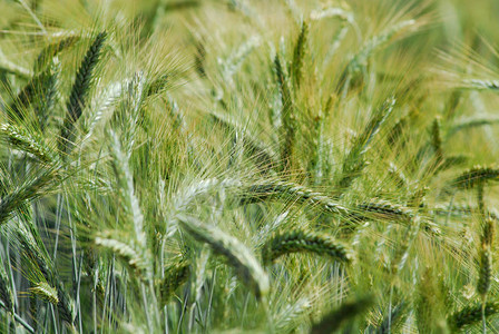 小麦的绿色与植物填充框架图片