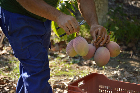 芒果收获中刚收获芒果实的农业工人图片