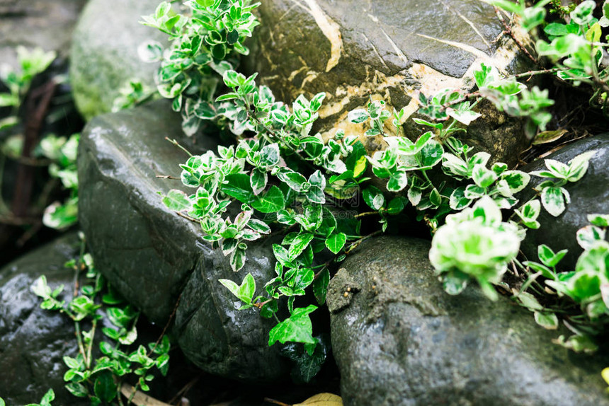岩石中的植被因雨水而湿透植物图片