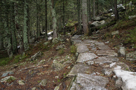山路两旁在森林里的石头图片