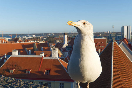 白海鸥正站在爱沙尼亚塔林市地顶上城墙的堡垒墙壁上图片