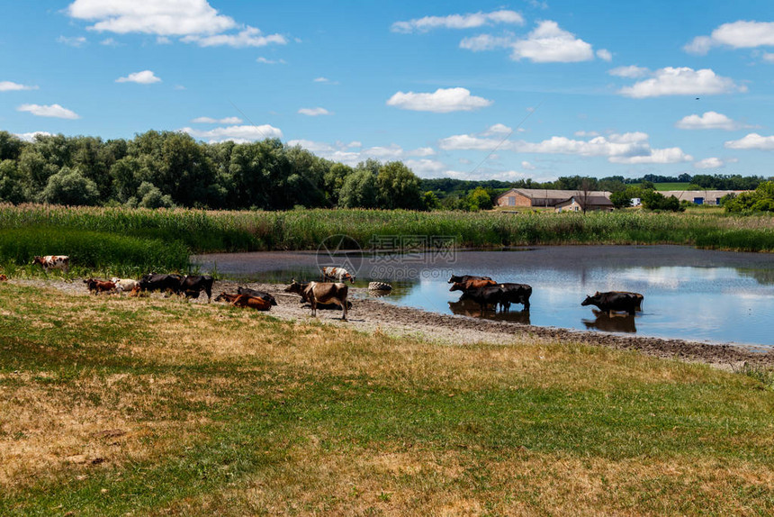 牛群在浇水的地方图片
