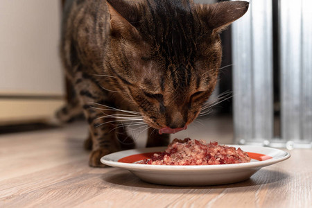Bengal猫站在一碗薄饼旁边吃肉背景图片