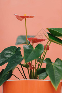 红粉底的植物图片