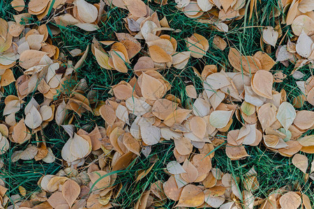 落下的黄叶躺在绿草地上图片