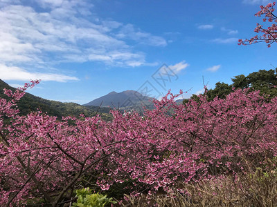 北阳明山公园春季樱花季背景图片