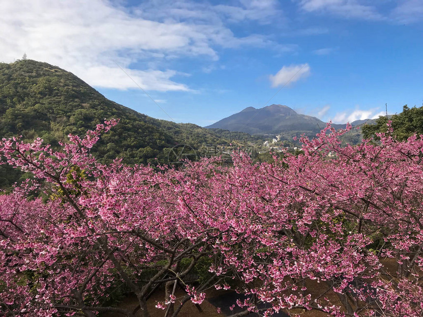 北阳明山公园春季樱花季图片