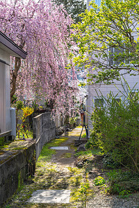 春季樱花季节的Kakunodate街头景象图片