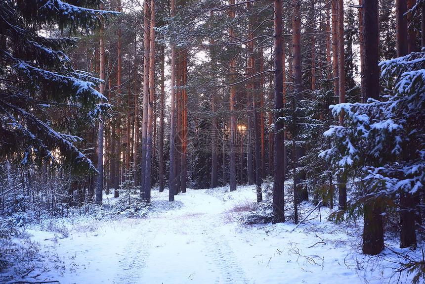 雨林中降雪森林被雪覆盖在雪天气图片