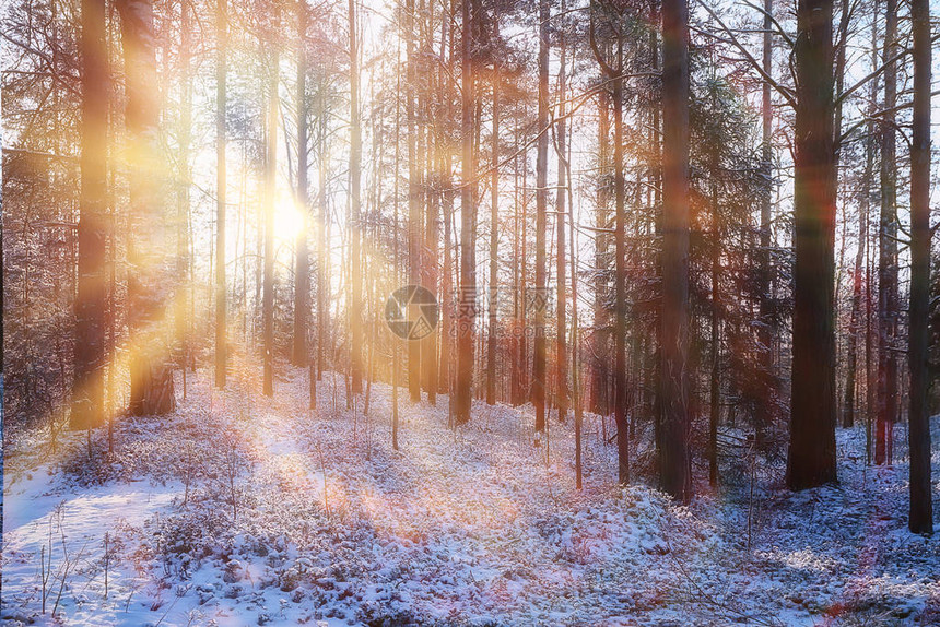 太阳的光芒景观冬季森林图片