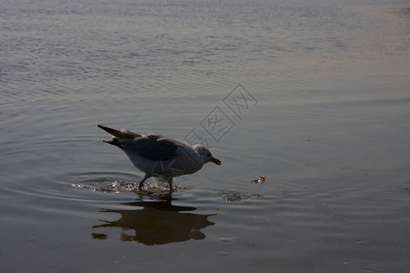 饥饿的海鸥张开翅膀在海岸和飞翔图片