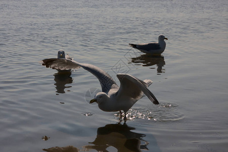 饥饿的海鸥张开翅膀在海岸游泳和飞翔图片