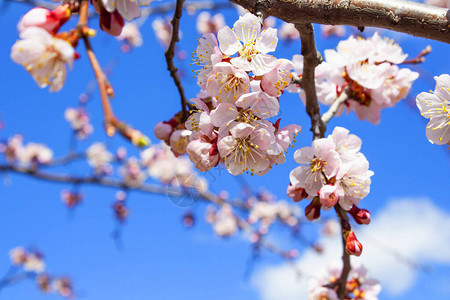 春天的花卉景观春天盛开的春天花朵映衬着阳光明媚的蓝色天空春天开白图片