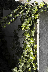 绿叶爬上混凝土墙图片