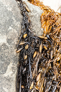 搁浅的海藻覆盖在海边的岩石上图片